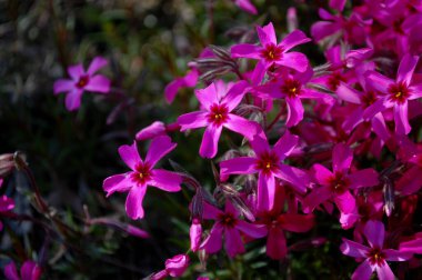 Çiçekli ve yeşil çimenli güzel bir dağ kaydırağı. Bahçedeki karanfil bitkisinin pembe çiçekleri. Lanshaft tasarımı. Alp slaytları için çiçekler.