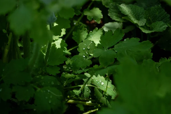 Wiosenna Zielona Trawa Kroplami Rosy Natura Zielona Trawa Tekstura Powyżej — Zdjęcie stockowe