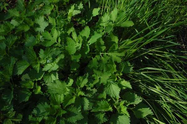 Vår Grönt Gräs Med Dagg Droppar Natur Grönt Gräs Struktur — Stockfoto