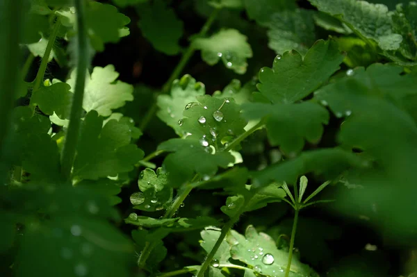 Wiosenna Zielona Trawa Kroplami Rosy Natura Zielona Trawa Tekstura Powyżej — Zdjęcie stockowe