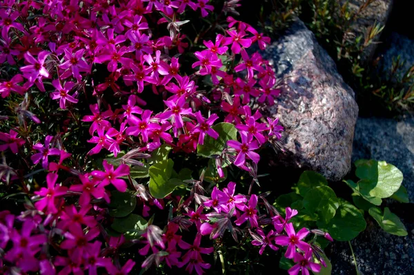 Çiçekli ve yeşil çimenli güzel bir dağ kaydırağı. Bahçedeki karanfil bitkisinin pembe çiçekleri. Lanshaft tasarımı. Alp slaytları için çiçekler.