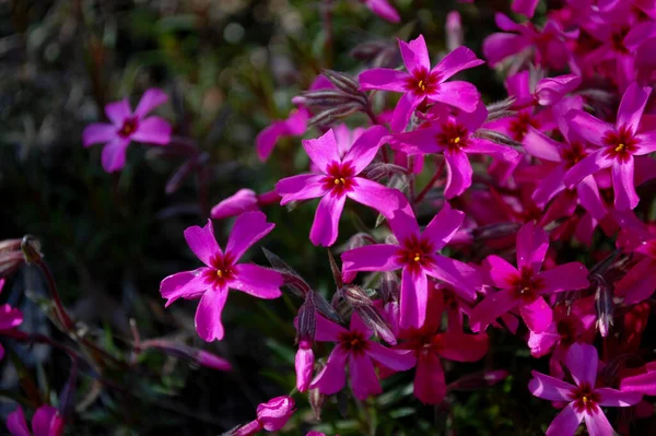 Çiçekli ve yeşil çimenli güzel bir dağ kaydırağı. Bahçedeki karanfil bitkisinin pembe çiçekleri. Lanshaft tasarımı. Alp slaytları için çiçekler.