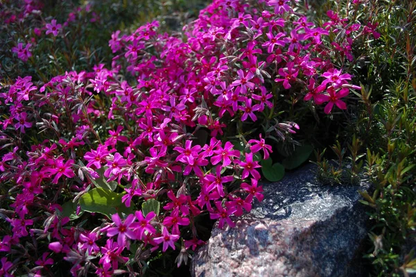 Beautiful Alpine Slide Flowers Green Grass Pink Little Flowers Garden — Stock Photo, Image