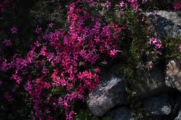 Bellissimo Scivolo Alpino Con Fiori Erba Verde Fiori Rosa Piccoli — Foto Stock