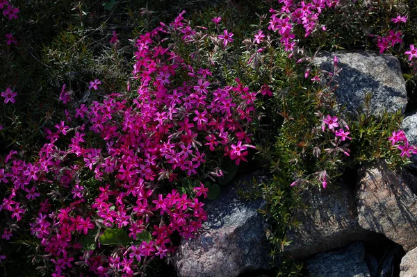 Çiçekli ve yeşil çimenli güzel bir dağ kaydırağı. Bahçedeki karanfil bitkisinin pembe çiçekleri. Lanshaft tasarımı. Alp slaytları için çiçekler.