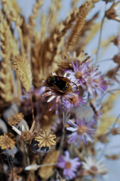 Spring Time Dried Flowers Dried Flower Arrangement Composition Dried Flowers — Stok fotoğraf