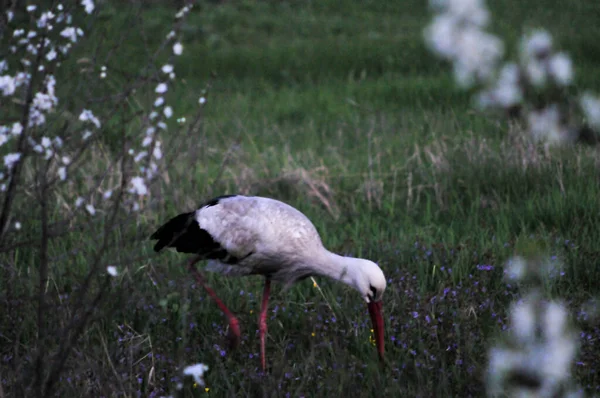Stork in the field on a Spring evening looking for food