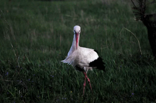 Stork in the field on a Spring evening looking for food