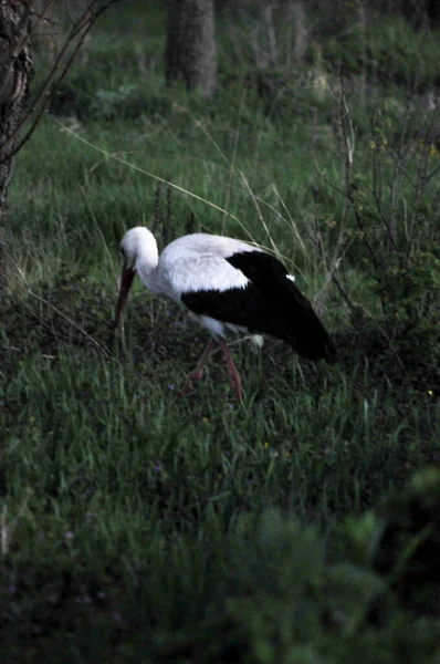 Stork Field Spring Evening Looking Food — Photo