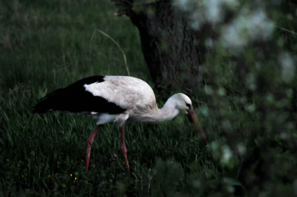 Stork Field Spring Evening Looking Food — Photo