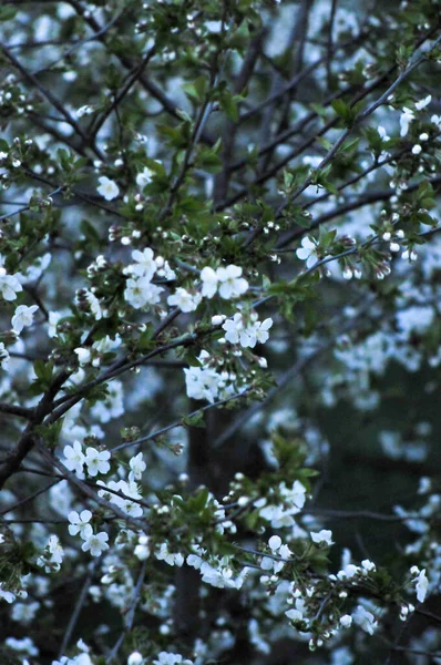 Akşamın Geç Saatlerinde Bahar Çiçekleri Doğa Peyzaj Duvar Kağıdı — Stok fotoğraf