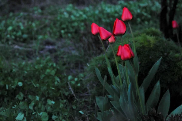 Early Spring Flowers Late Evening Nature Landscape Wallpaper — Zdjęcie stockowe