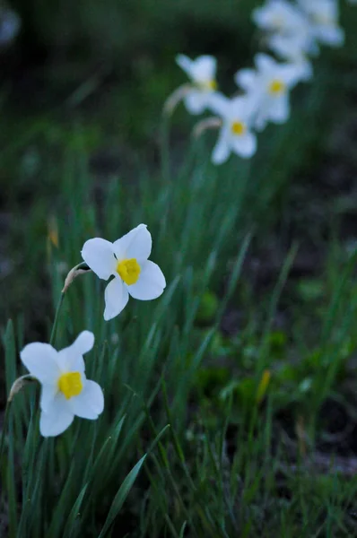Flores Primaverales Tempranas Tarde Naturaleza Paisaje Fondos Pantalla —  Fotos de Stock