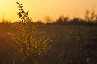 Gün batımında Kahverengi ve Yeşil Çim Sahası. Çimlerin olduğu bir tarlada gün batımı, gün batımı. Çimenlerin Silueti ile Güzel Günbatımı Manzarası