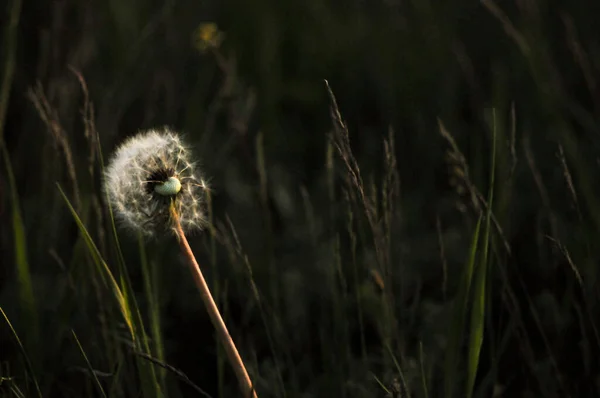 Closed Bud of a dandelion. Dandelion white flowers in green grass. High quality photo. Dandelion with the seeds on the green background