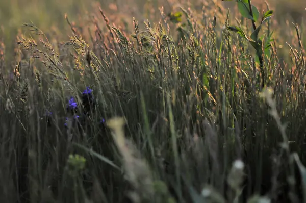 Brown Green Grass Field Sunset Sunset Field Grass Featuring Field — Foto Stock