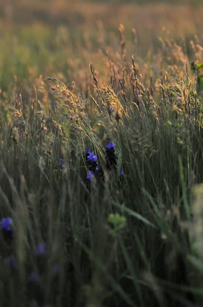 Brown Green Grass Field Sunset Sunset Field Grass Featuring Field — 스톡 사진