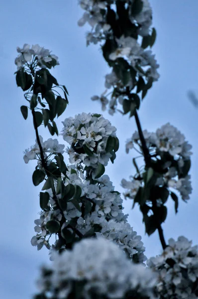 beautiful landscape with lush blooming apple trees. Blooming apple tree with green leaves. Blooming white and pink buds, flowers