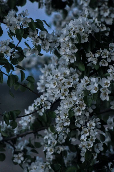 美丽的风景 郁郁葱葱的苹果树 开了花的苹果树 绿叶丛生 开花的白色和粉红色的芽 — 图库照片