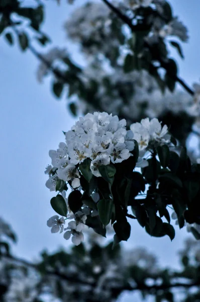 Vackert Landskap Med Frodiga Blommande Äppelträd Blommande Äppelträd Med Gröna — Stockfoto