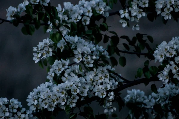 Krásná Krajina Svěžími Kvetoucími Jabloněmi Kvetoucí Jabloně Zelenými Listy Kvetoucí — Stock fotografie