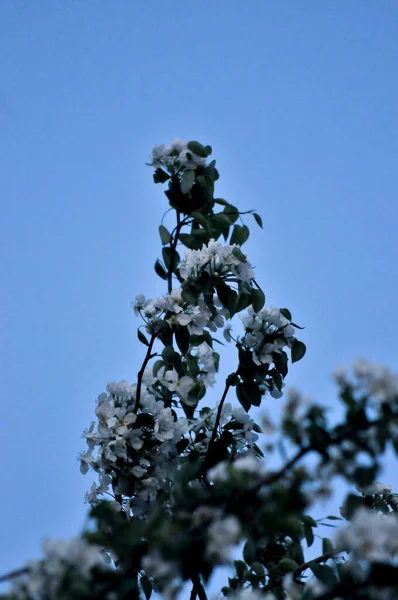 beautiful landscape with lush blooming apple trees. Blooming apple tree with green leaves. Blooming white and pink buds, flowers