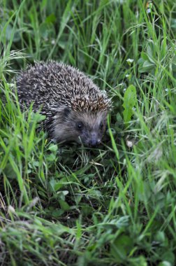 Avrupa kirpisi yeşil çimenli doğal bahçe ortamında. Kirpi (Bilimsel adı: Erinaceus europaeus)