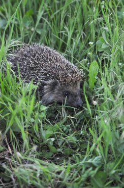 Avrupa kirpisi yeşil çimenli doğal bahçe ortamında. Kirpi (Bilimsel adı: Erinaceus europaeus)