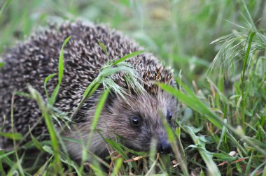 Avrupa kirpisi yeşil çimenli doğal bahçe ortamında. Kirpi (Bilimsel adı: Erinaceus europaeus)