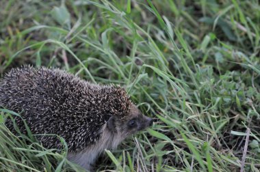 Avrupa kirpisi yeşil çimenli doğal bahçe ortamında. Kirpi (Bilimsel adı: Erinaceus europaeus)