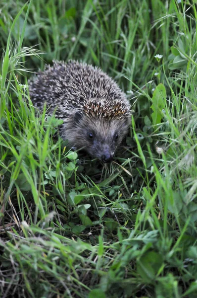 Europese Egel Natuurlijke Tuin Habitat Met Groen Gras Egel Wetenschappelijke — Stockfoto