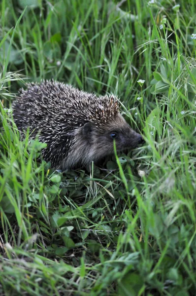 Avrupa kirpisi yeşil çimenli doğal bahçe ortamında. Kirpi (Bilimsel adı: Erinaceus europaeus)