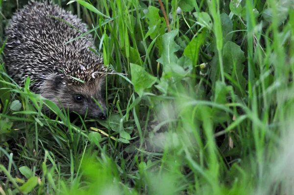 European hedgehog in natural garden habitat with green grass. Hedgehog, (Scientific name: Erinaceus europaeus)