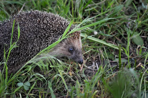European hedgehog in natural garden habitat with green grass. Hedgehog, (Scientific name: Erinaceus europaeus)