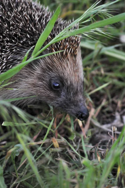 Avrupa kirpisi yeşil çimenli doğal bahçe ortamında. Kirpi (Bilimsel adı: Erinaceus europaeus)