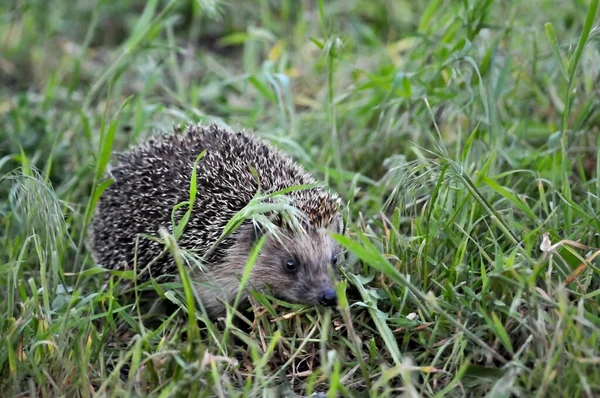 Avrupa kirpisi yeşil çimenli doğal bahçe ortamında. Kirpi (Bilimsel adı: Erinaceus europaeus)