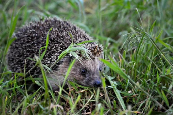 European Hedgehog Natural Garden Habitat Green Grass Hedgehog Scientific Name — Stock Photo, Image