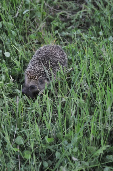 Avrupa kirpisi yeşil çimenli doğal bahçe ortamında. Kirpi (Bilimsel adı: Erinaceus europaeus)