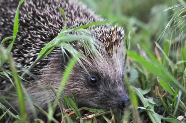 European Hedgehog Natural Garden Habitat Green Grass Hedgehog Scientific Name — Stockfoto