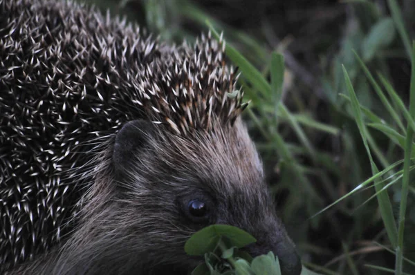 European hedgehog in natural garden habitat with green grass. Hedgehog, (Scientific name: Erinaceus europaeus)