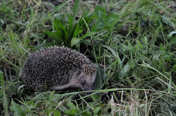 European hedgehog in natural garden habitat with green grass. Hedgehog, (Scientific name: Erinaceus europaeus)