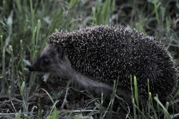 European hedgehog in natural garden habitat with green grass. Hedgehog, (Scientific name: Erinaceus europaeus)