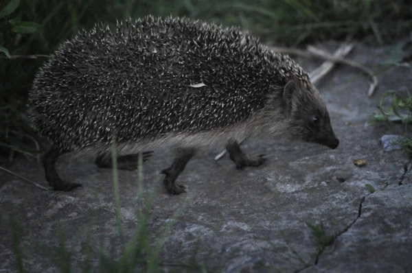 European hedgehog in natural garden habitat with green grass. Hedgehog, (Scientific name: Erinaceus europaeus)