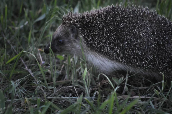 European hedgehog in natural garden habitat with green grass. Hedgehog, (Scientific name: Erinaceus europaeus)