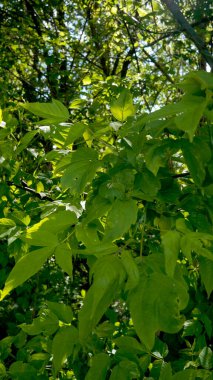 Yeşil ormandaki ağaç yaprakları. Yeşil yapraklar bir dalda yakın çekim derinliği güneş ışığı alçak görüş açısı ile aydınlatılır.