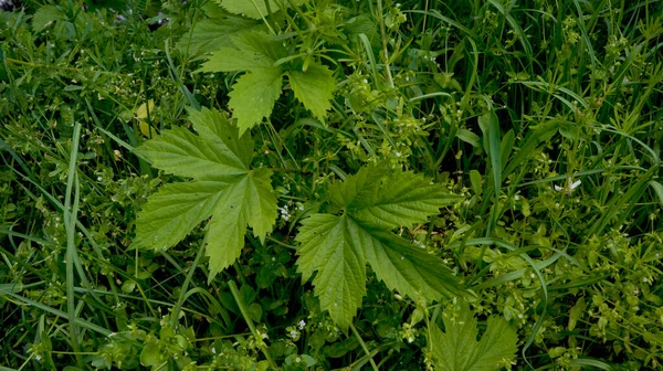 Leaves Trees Green Forest Green Leaves Branch Close Shot Shallow — Zdjęcie stockowe