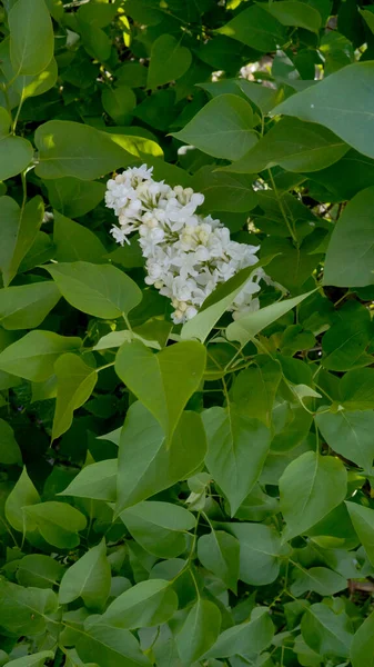 Mooie Lila Bloemen Tak Een Groene Achtergrond Natuurlijke Lente Achtergrond — Stockfoto