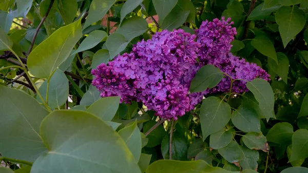Красива Гілка Бузкових Квітів Зеленому Фоні Природний Весняний Фон Барвисті — стокове фото