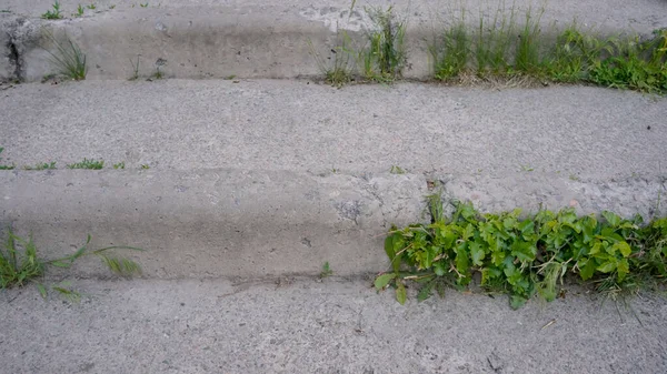 old concrete stairs with overgrown grass. stairs, pattern, surface, old, stone, texture, wall, cement, rough, background