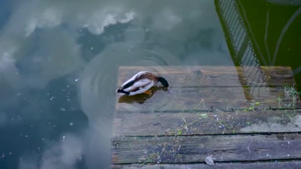 Mallard Anka Sjön Sommaren Videofilmer — Stockvideo